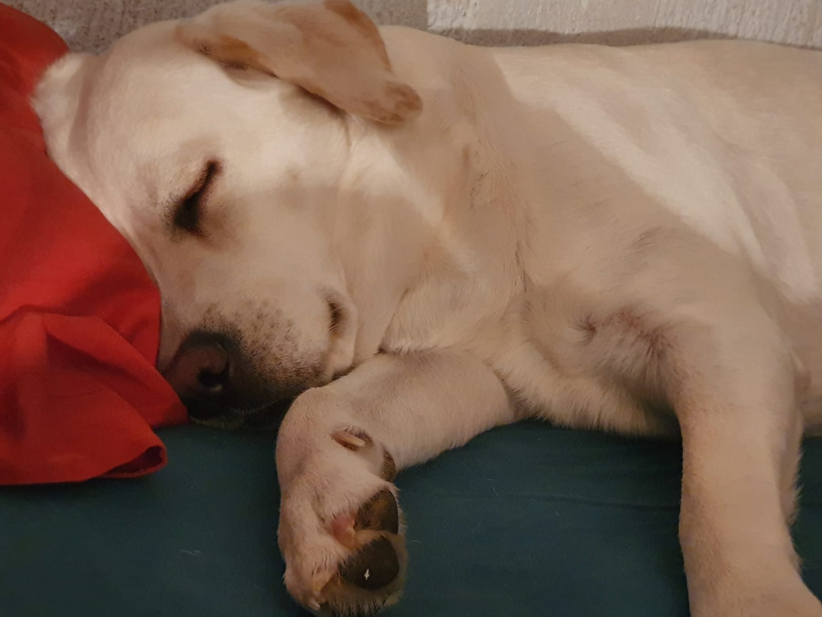 ŠTO PSE ČINI POSEBNIMA? Znanstvenici tvrde – ljubav