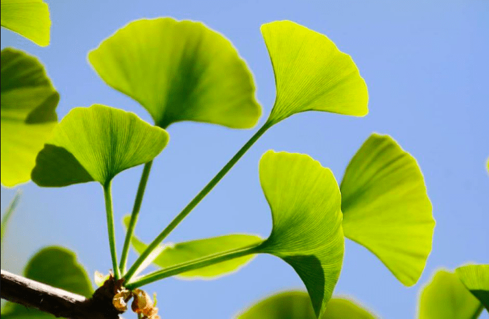 DAJTE SVOJ GLAS “ZALJUBLJENOM” GINKU Daruvarsko stablo, hrvatski  kandidat za Europsko stablo godine