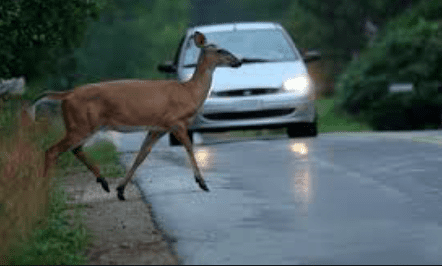 NALETITE LI NA DIVLJAČ, SADA ĆETE LAKŠE DO ODŠTETE Velik broj lovačkih udruga prestao s radom zbog visokih naknada šteta