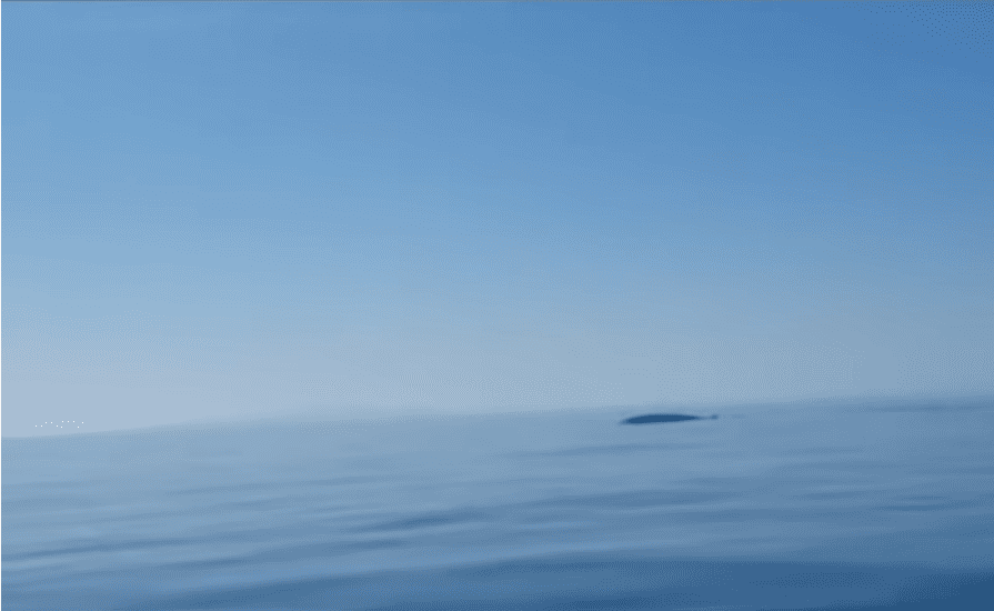 VIDEO Veliki kitovi-perajari uočeni blizu Šolte