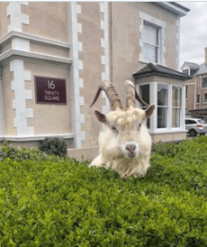 DIVLJE KOZE PREUZELE VELŠKI GRADIĆ Fotograf ih “prijavio” jer ne drže socijalnu distancu