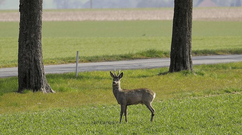 HAK: Na A1 kod čvora Ogulin uočena srna