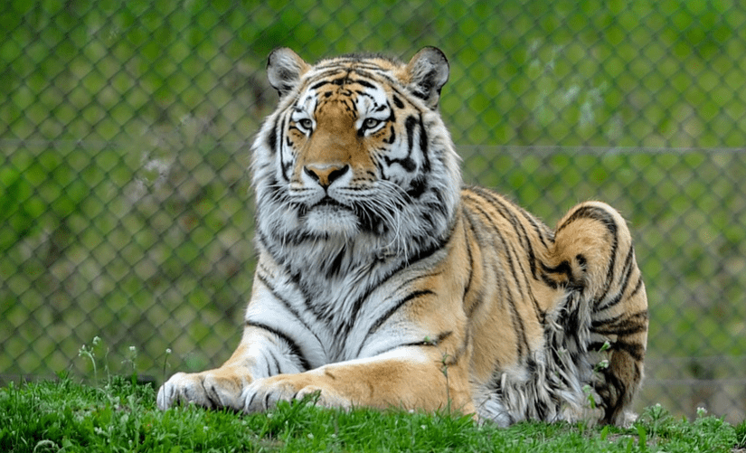 KORONAVIRUS U NJUJORŠKOM ZOO VRTU Tigricu zarazio zaposlenik