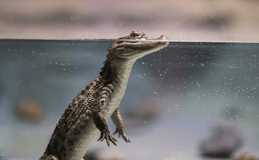 NEVJEROJATNO OTKRIĆE O DREVNIM KROKODILIMA Hodali su uspavno