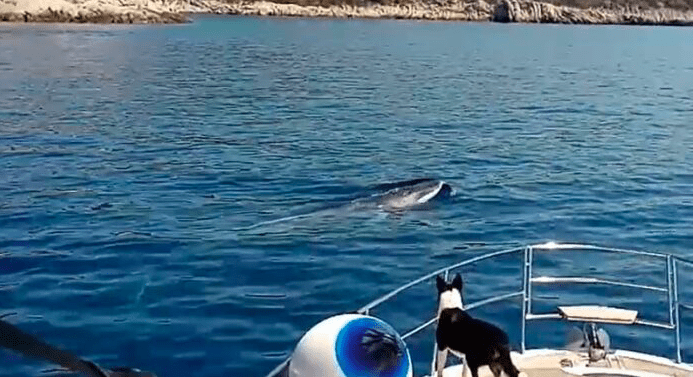 (VIDEO) Kitovi u Jadranskom moru