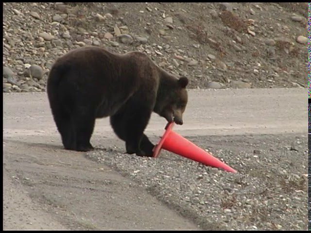 VIDEO U Rusiji čak i medvjedi rade kao cestari!