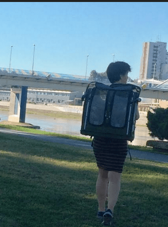 NEOBIČNI OSJEČKI “ŠETAČI” Dva afrička žakoa svakodnevno prelaze i nekoliko kilometara ali na leđima svoje uporne vlasnice