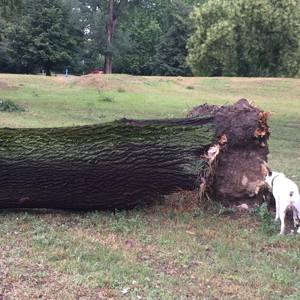 EPILOG NEVREMENA U OSIJEKU Veliko iščupano stablo zanimljivo tek radnicima Unikoma i našem Belu