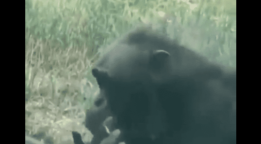 Vrijeme je za odmor  ili popularno rečeno puš partiju, odlučio je ovaj čimpanza