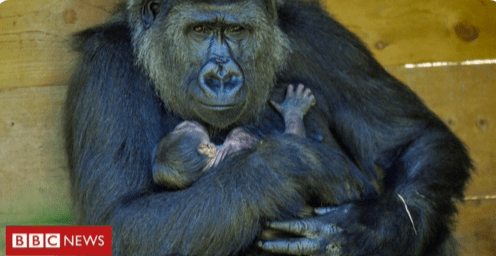 PRINOVA U BRISTOLSKOM ZOO VRTU Obitelj zapadnih nizinskih gorila dobila mladunče