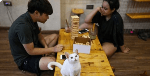 DA NE ZAVRŠE “U LONCU” OTVORIO KAFIĆ Ispijanje kave u društvu mačaka