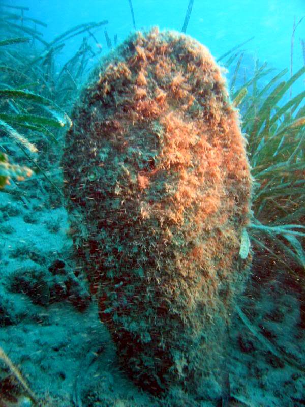 ZAŠTO IZUMIRU PERISKE U JADRANU? Apel za spas