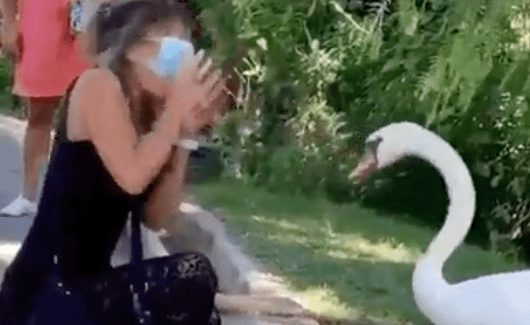 VIDEO Čak i labudovi znaju da su maske – obavezne!