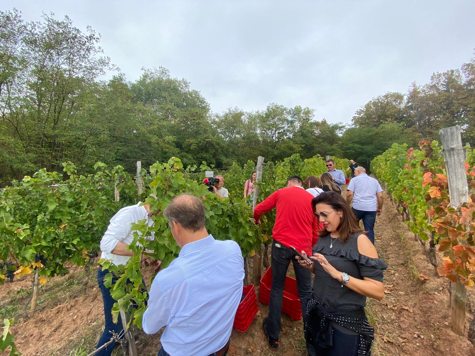 SUBOTNJE JUTRO U ŠKORINOM VINOGRADU Škoro: “Koronakriza dotaknula i vinogradare i vinare”