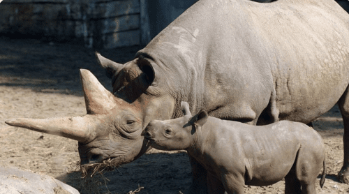 BERLINSKI ZOO VRT: Uginula Kilaguni, najstariji nosorog na svijetu