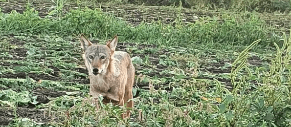 PIJU LI NAM VUCI SA IZVORA VODU? U Brnazama i Glavicama vuk traži vodu i hranu