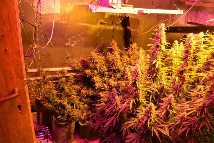 FOTO Na području Sesveta pronađen improvizirani laboratorij s umjetno stvorenim uvjetima za uzgoj marihuane