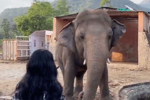 (VIDEO/FOTO) Pjevačica Cher spasila pakistanskog slona Kaavana