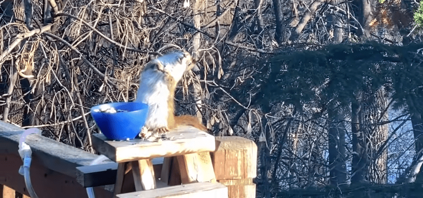 VIDEO Vjeverica pojela fermentirane kruške pa se napila