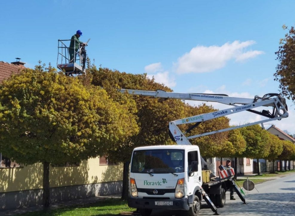 VIROVITICA: Zbog rekonstrukcije Ulice Petra Preradovića orezuje se drvored stabala