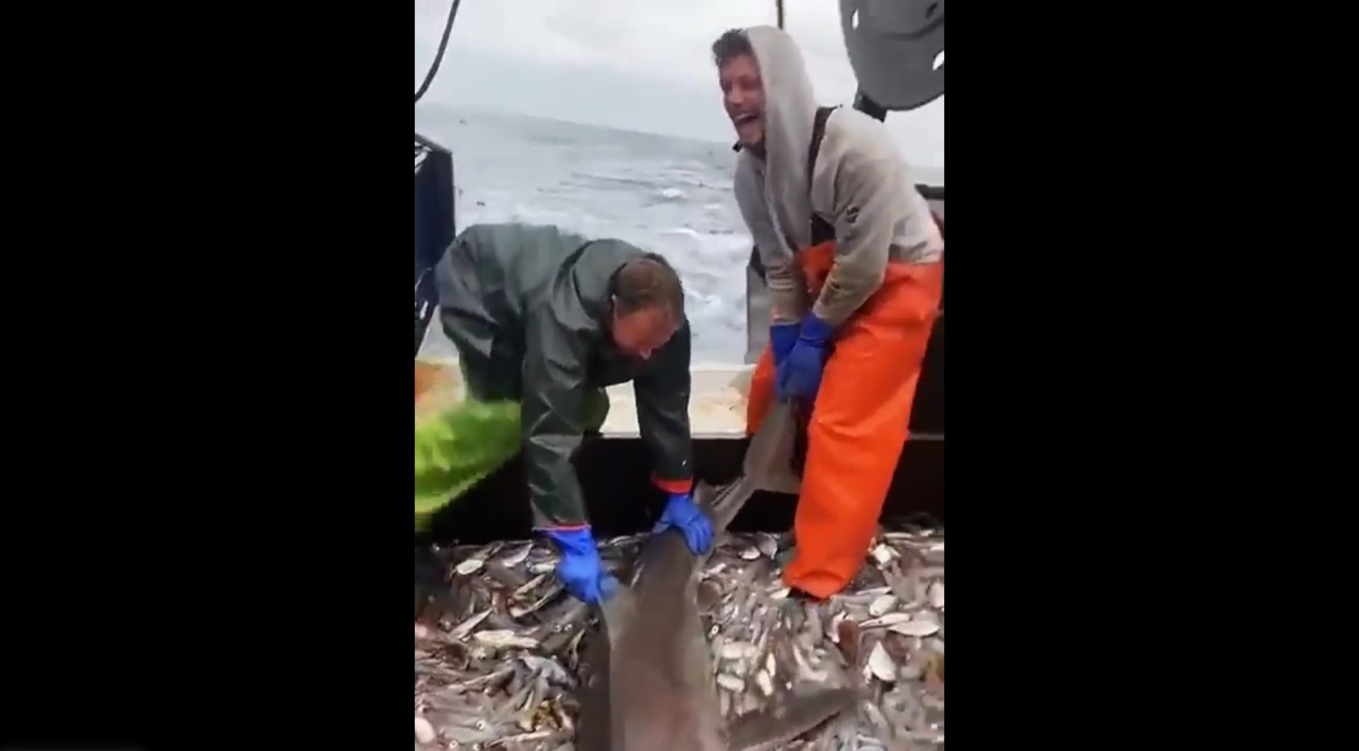 VIDEO Pogledajte najsretnijeg morskog psa na svijetu!