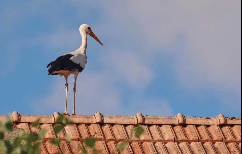 VLADISLAVCI: Vratile se rode!