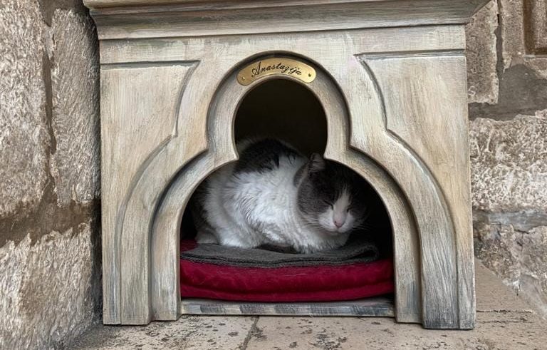 Peticija za dubrovačku mačku prikupila više glasova od gradonačelnika Dubrovnika