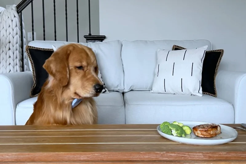 Vlasnica ostavila psa samog s kotletom, njegove reakcije su genijalne