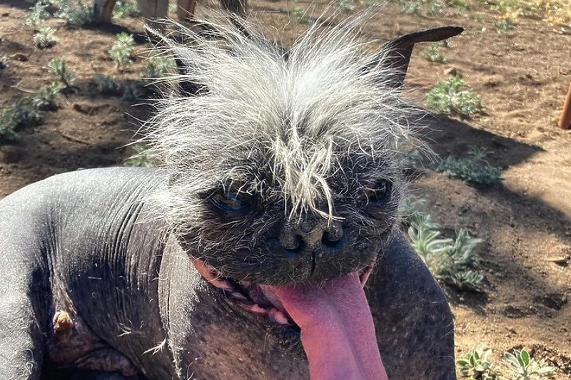 Ovo je i službeno najružniji pas na svijetu!