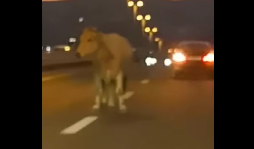 Kaštela: Na brzu cestu zalutala ni manje ni više već krava