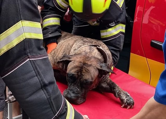 Zagreb: Zapalila se kuća, vatrogasci brzo intervenirali i spasili psa!