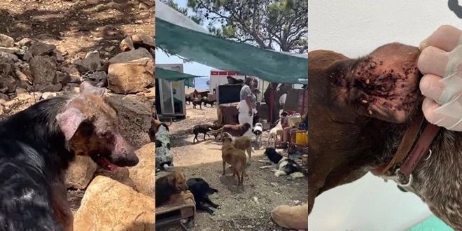 Dubrovnik: Volonteri udruge za životinje ubijali i mučili životinje