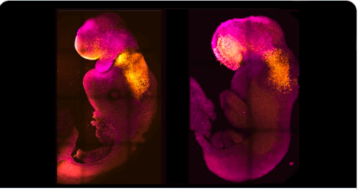 ZNANSTVENICI STVORILI ‘SINTETIČKE’ EMBRIJE MIŠEVA Jesu li sljedeći na redu ‘sintetički’ ljudski embriji?