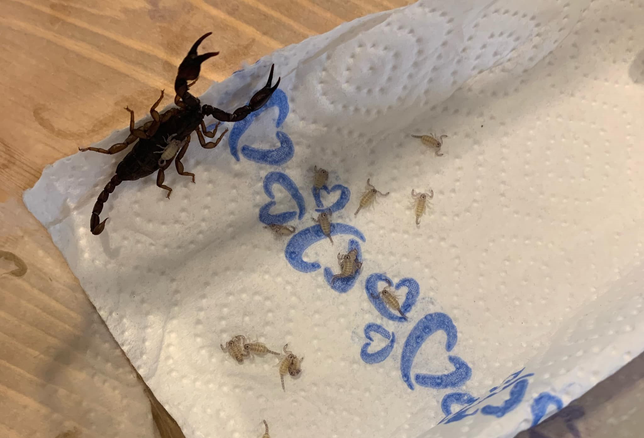 Nakon ljetovanja u Hrvatskoj Austrijanka pronašla 18 škorpiona u kuferu