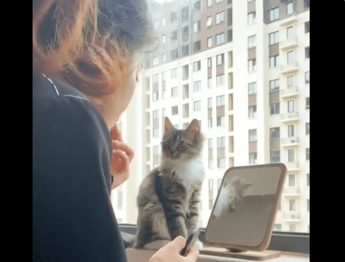 ZNANSTVENICI DOKAZALI Mačke i njihovi vlasnici mogu komunicirati