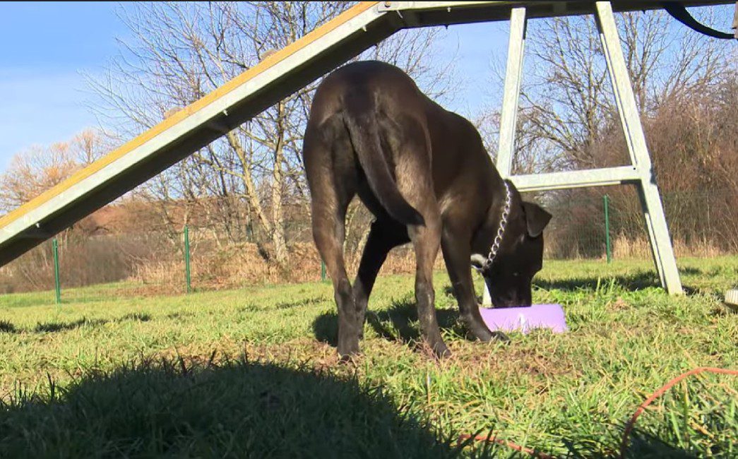 Slavonski Brod: Dva opasna psa napala psa i njegovog vlasnika