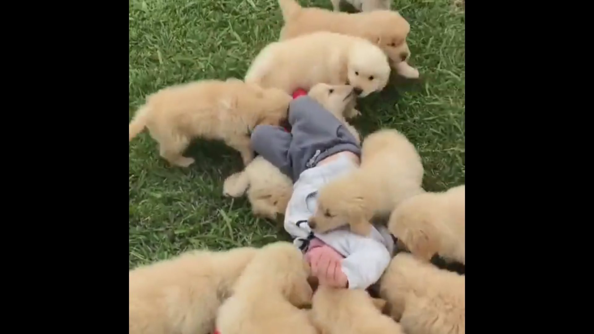 VIDEO Odmor od stresa: Ako vam ovaj preslatki video ne izmami osmijeh na lice, ništa neće!