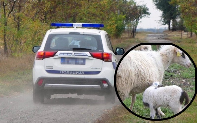 Sudar dva vozila u Srbiji: U jednom bili lopovi koji su ukrali janje, u drugom vlasnici janjeta