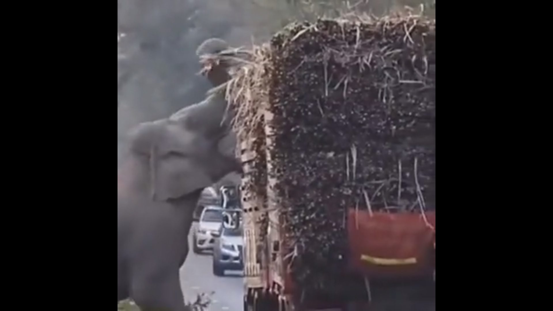 VIDEO Na Kambodži i Tajlandu slonovi naučili zaustavljati kamione i krasti šećernu trsku s njih