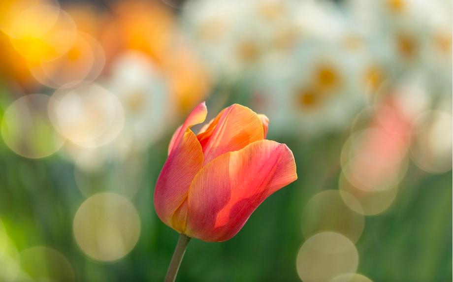 U korizmu s Tomislavom Ivančićem