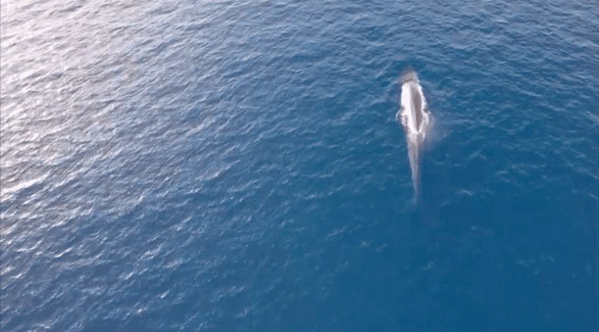 PREDIVAN VIDEO Dronom uhvatili desetak kitova kod otoka Visa