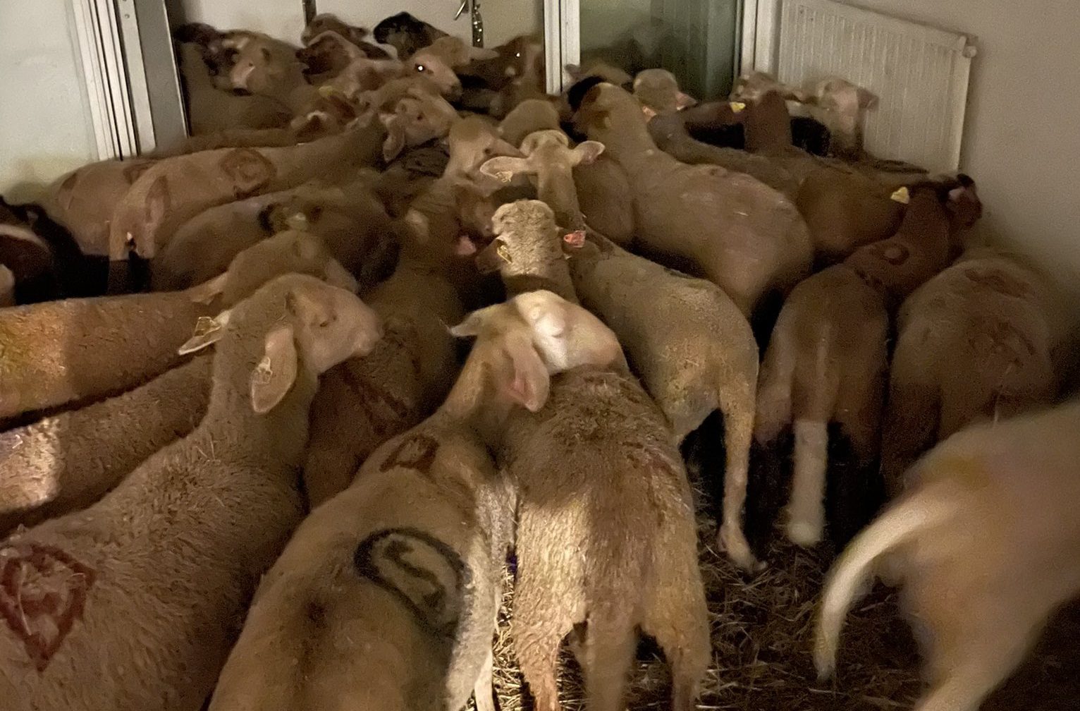 Francuska: Policija u stanu pronašla čak 40 ovaca