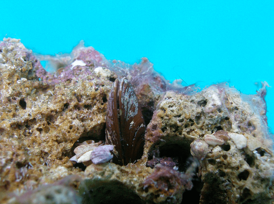 Gošći restorana na Kornatima preporučeni prstaci dok je samo 50 metara dalje bilo privezano policijsko plovilo