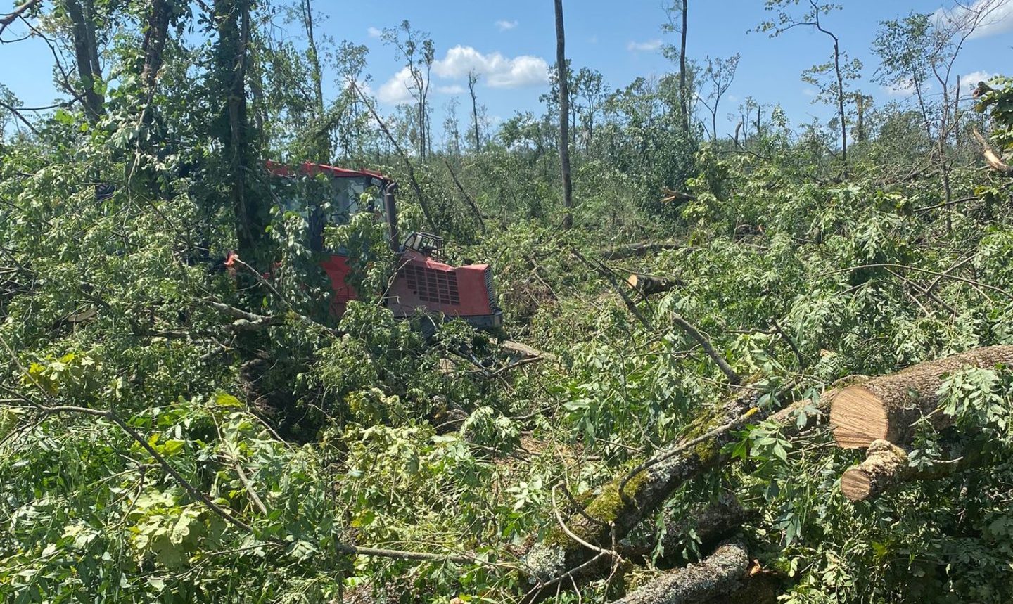 Rukovoditelj Hrvatskih šuma: Više od milijuna stabala stradalo u razornom nevremenu