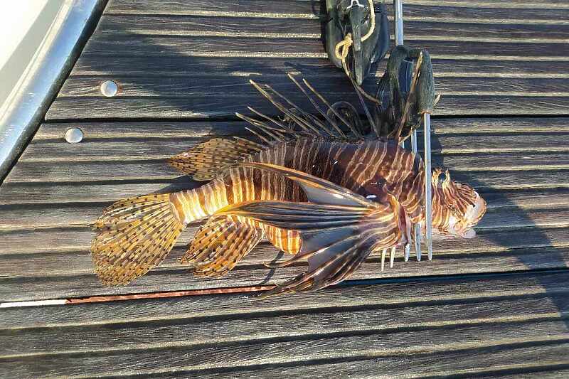 Nastavlja se “invazija” vatrenjače na Jadran, riba s otrovnim bodljama ulovljena kod Korčule