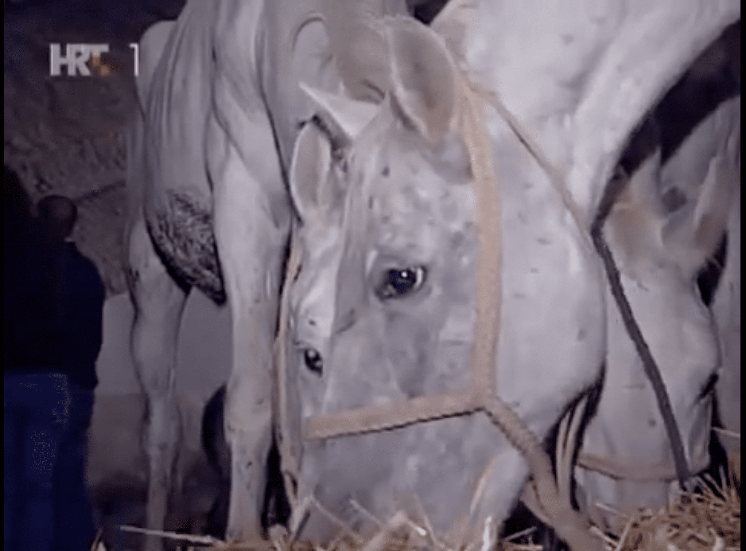 Na današnji dan vraćeni su kući u Lipik ukradeni Lipicanci