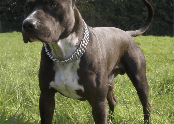 STRAVIČNA SMRT U ZADRU 82-godišnju ženu do smrti izgrizao unukov američki staford