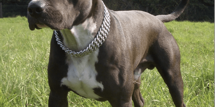 STRAVIČNA SMRT U ZADRU 82-godišnju ženu do smrti izgrizao unukov američki staford