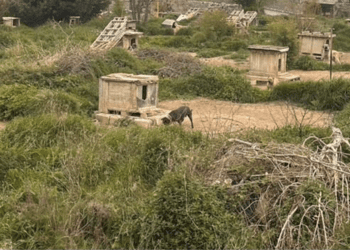 ŠTO JE TO U LJUDIMA!? Mučio dva vuka i 67 pasa