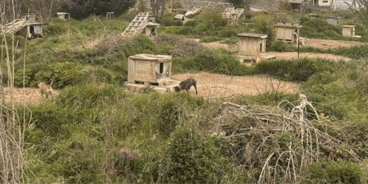 ŠTO JE TO U LJUDIMA!? Mučio dva vuka i 67 pasa